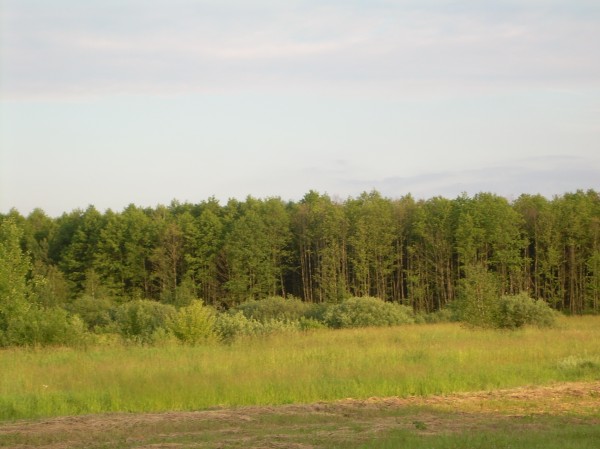 Ліс