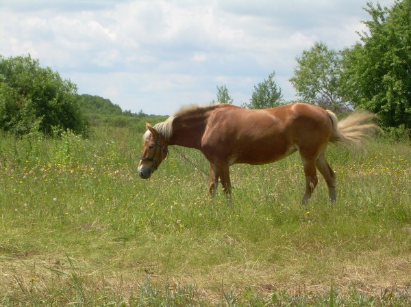 Кінь