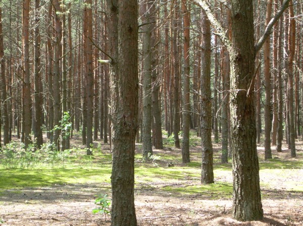 Сосни