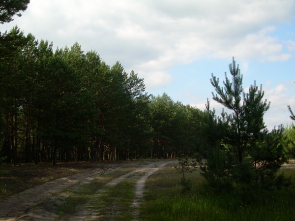 Дорога біля лісу