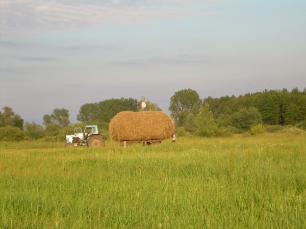 Сіно